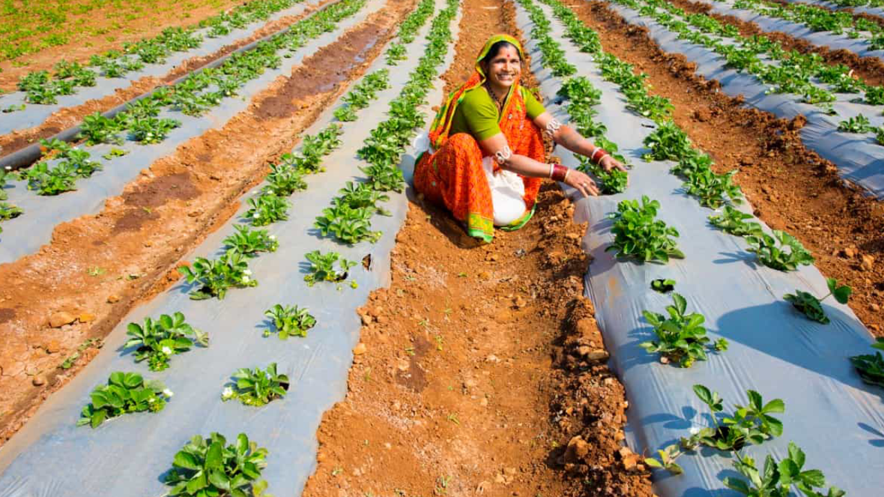 సాగు.. సవాళ్లు.. సంస్కరణలు